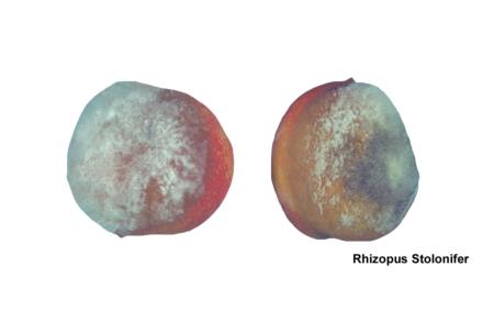 Rhizopus Rot (1)